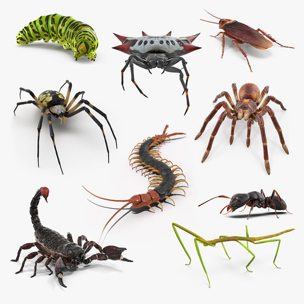 insectos_rastreros
