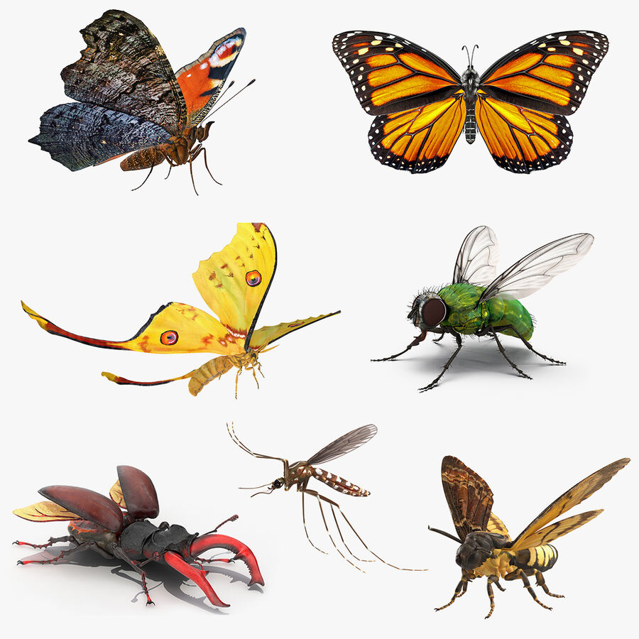 insectos_voladores