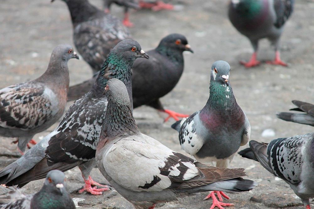 palomas
